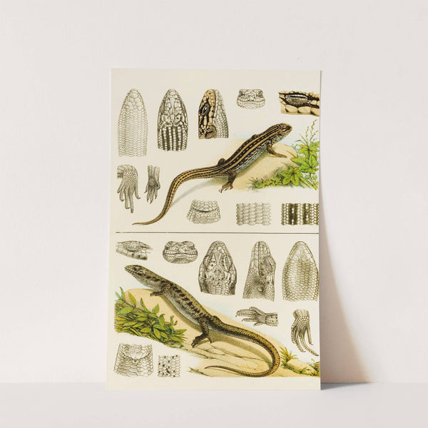 Reptiles VIII by Frederick McCoy