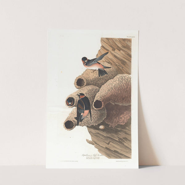 Republican or cliff swallow by John James Audubon