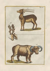 Rerum naturalium historia nempe quadrupedum Pl.04