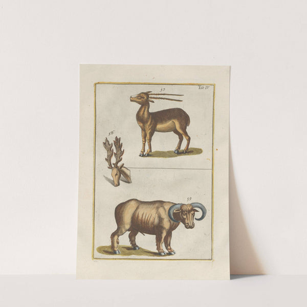Rerum naturalium historia nempe quadrupedum Pl.04 by Filippo Buonanni