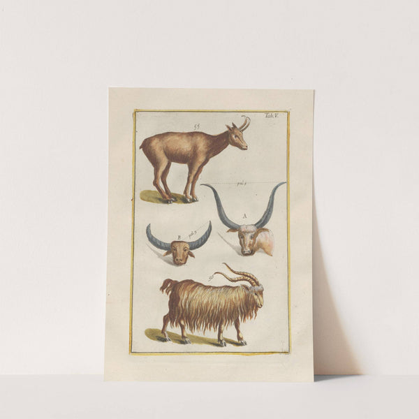 Rerum naturalium historia nempe quadrupedum Pl.05 by Filippo Buonanni