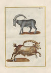 Rerum naturalium historia nempe quadrupedum Pl.06