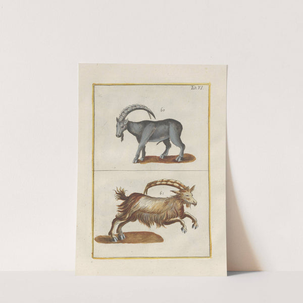 Rerum naturalium historia nempe quadrupedum Pl.06 by Filippo Buonanni