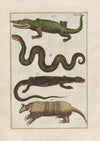 Rerum naturalium historia nempe quadrupedum Pl.07