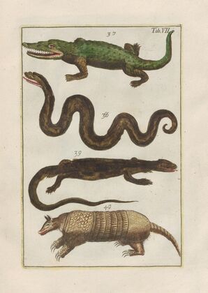 Rerum naturalium historia nempe quadrupedum Pl.07