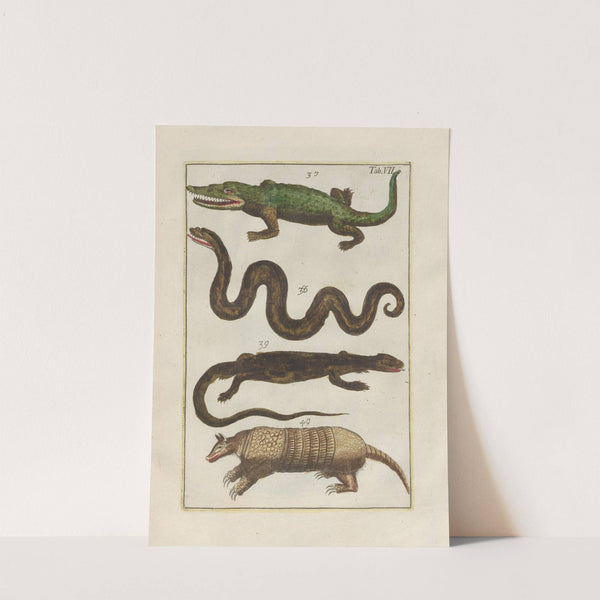 Rerum naturalium historia nempe quadrupedum Pl.07 by Filippo Buonanni