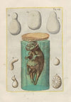 Rerum naturalium historia nempe quadrupedum Pl.08