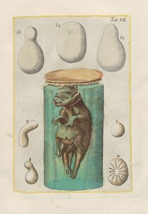 Rerum naturalium historia nempe quadrupedum Pl.08