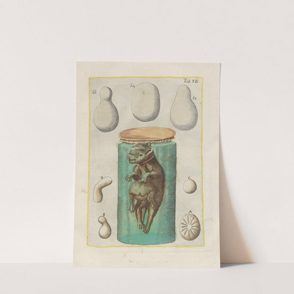 Rerum naturalium historia nempe quadrupedum Pl.08 by Filippo Buonanni