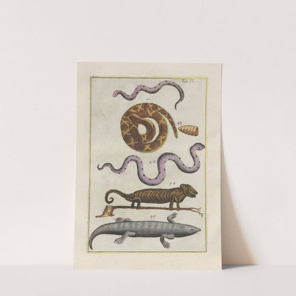 Rerum naturalium historia nempe quadrupedum Pl.09 by Filippo Buonanni