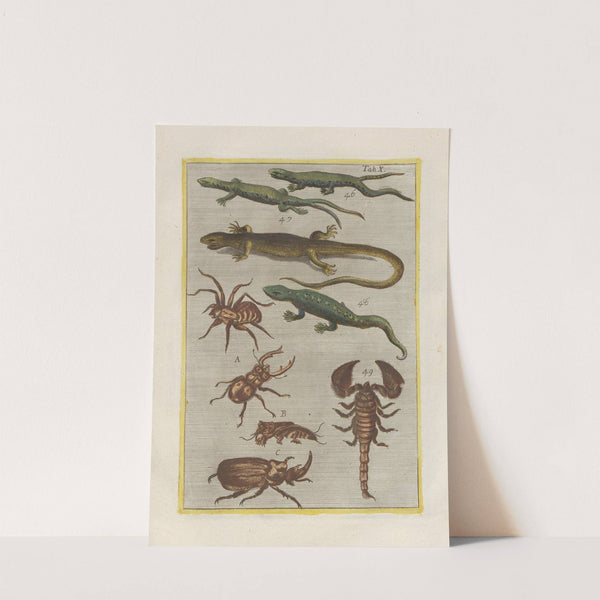 Rerum naturalium historia nempe quadrupedum Pl.10 by Filippo Buonanni