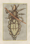 Rerum naturalium historia nempe quadrupedum Pl.11