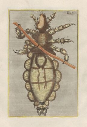 Rerum naturalium historia nempe quadrupedum Pl.11
