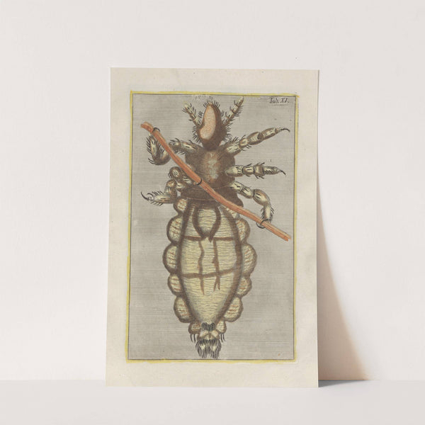 Rerum naturalium historia nempe quadrupedum Pl.11 by Filippo Buonanni