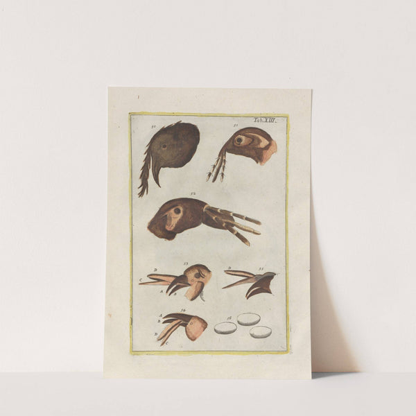 Rerum naturalium historia nempe quadrupedum Pl.13 by Filippo Buonanni