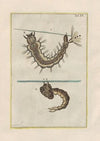Rerum naturalium historia nempe quadrupedum Pl.15