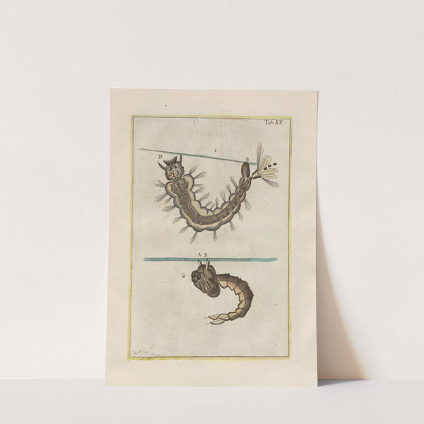 Rerum naturalium historia nempe quadrupedum Pl.15 by Filippo Buonanni