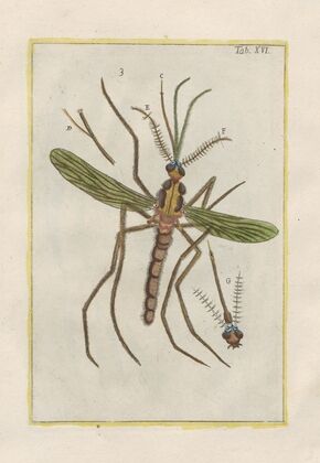 Rerum naturalium historia nempe quadrupedum Pl.16