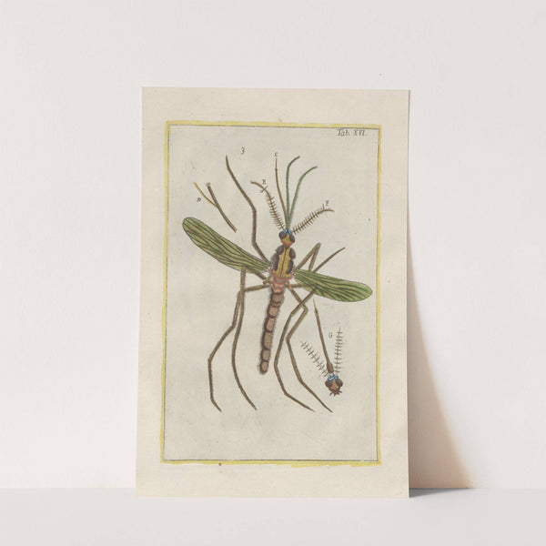 Rerum naturalium historia nempe quadrupedum Pl.16 by Filippo Buonanni