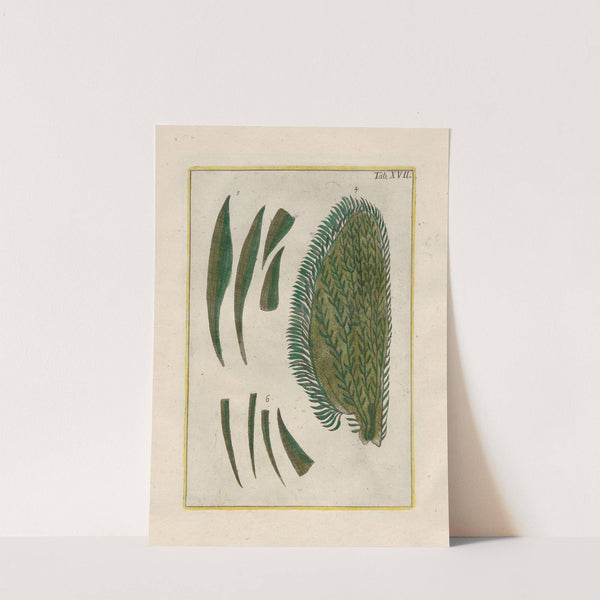 Rerum naturalium historia nempe quadrupedum Pl.17 by Filippo Buonanni