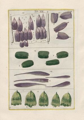 Rerum naturalium historia nempe quadrupedum Pl.19