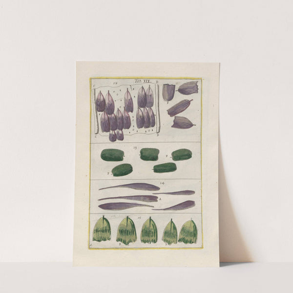 Rerum naturalium historia nempe quadrupedum Pl.19 by Filippo Buonanni