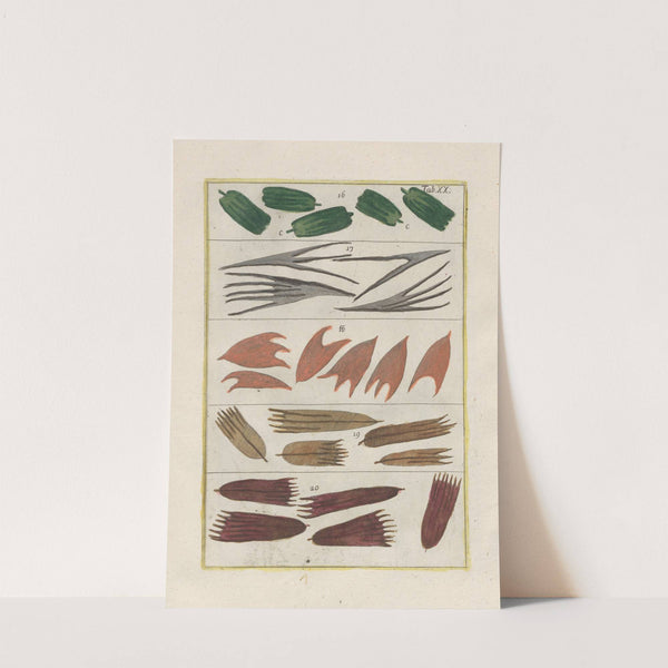 Rerum naturalium historia nempe quadrupedum Pl.20 by Filippo Buonanni