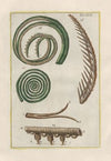 Rerum naturalium historia nempe quadrupedum Pl.22
