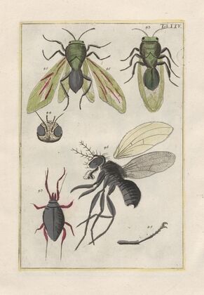 Rerum naturalium historia nempe quadrupedum Pl.25