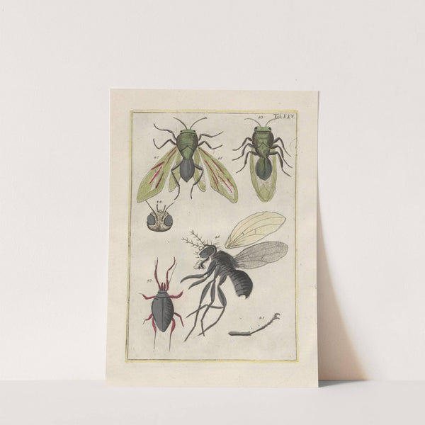 Rerum naturalium historia nempe quadrupedum Pl.25 by Filippo Buonanni