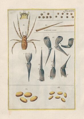 Rerum naturalium historia nempe quadrupedum Pl.26