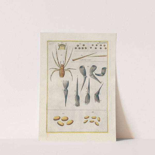 Rerum naturalium historia nempe quadrupedum Pl.26 by Filippo Buonanni