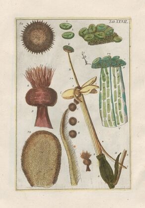 Rerum naturalium historia nempe quadrupedum Pl.27