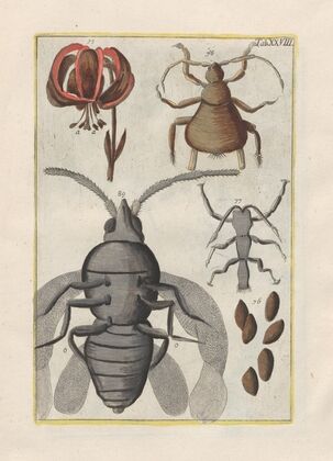 Rerum naturalium historia nempe quadrupedum Pl.28