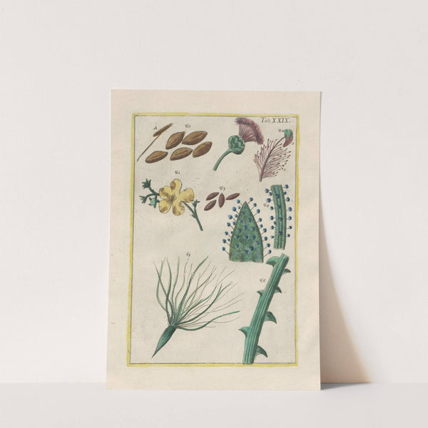 Rerum naturalium historia nempe quadrupedum Pl.29 by Filippo Buonanni