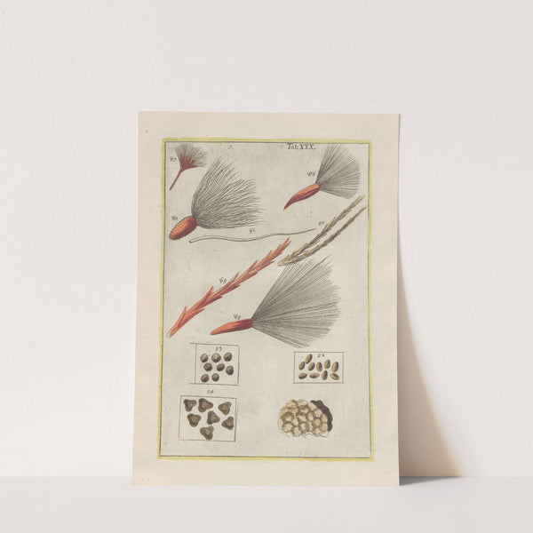 Rerum naturalium historia nempe quadrupedum Pl.30 by Filippo Buonanni