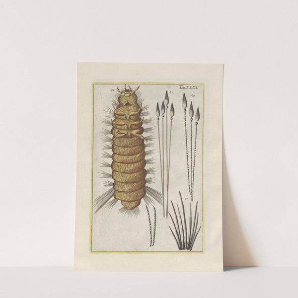 Rerum naturalium historia nempe quadrupedum Pl.31 by Filippo Buonanni