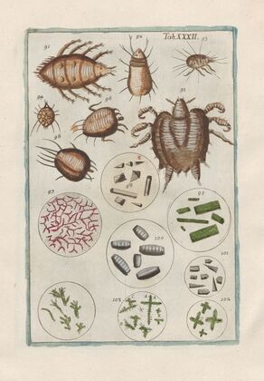 Rerum naturalium historia nempe quadrupedum Pl.32