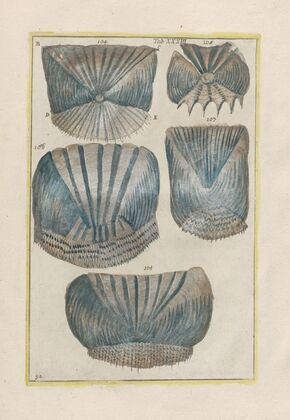 Rerum naturalium historia nempe quadrupedum Pl.33