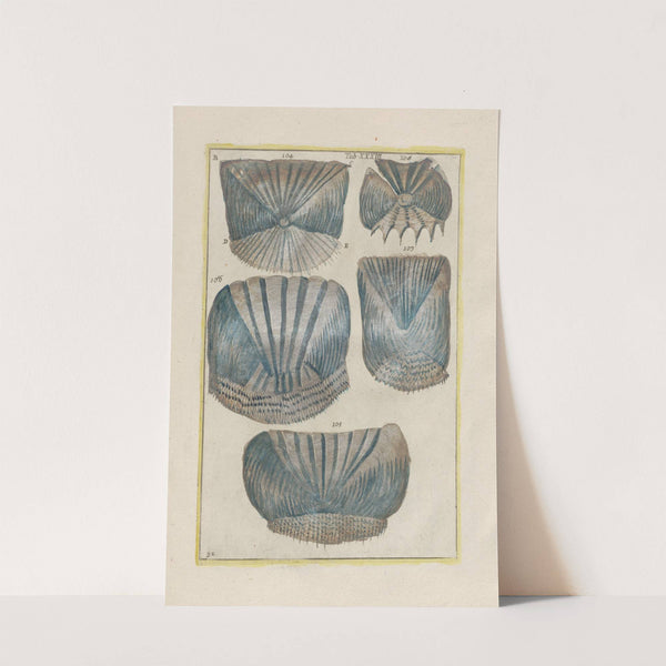 Rerum naturalium historia nempe quadrupedum Pl.33 by Filippo Buonanni