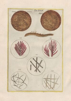 Rerum naturalium historia nempe quadrupedum Pl.34