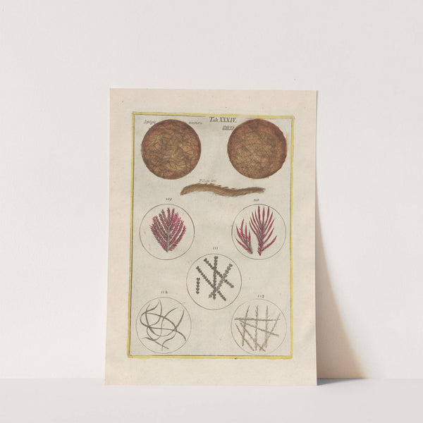 Rerum naturalium historia nempe quadrupedum Pl.34 by Filippo Buonanni