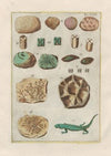 Rerum naturalium historia nempe quadrupedum Pl.35