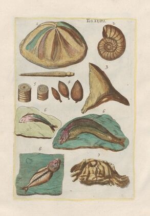 Rerum naturalium historia nempe quadrupedum Pl.36