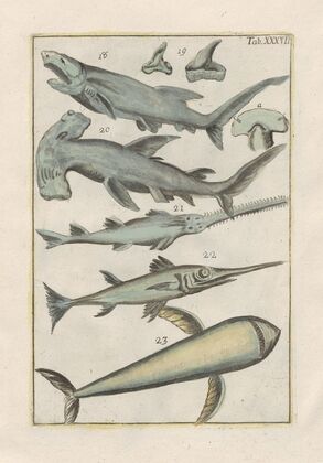 Rerum naturalium historia nempe quadrupedum Pl.37