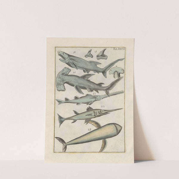 Rerum naturalium historia nempe quadrupedum Pl.37 by Filippo Buonanni