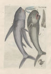 Rerum naturalium historia nempe quadrupedum Pl.38