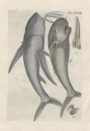 Rerum naturalium historia nempe quadrupedum Pl.38