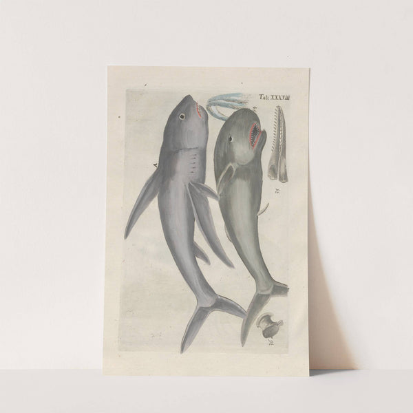 Rerum naturalium historia nempe quadrupedum Pl.38 by Filippo Buonanni