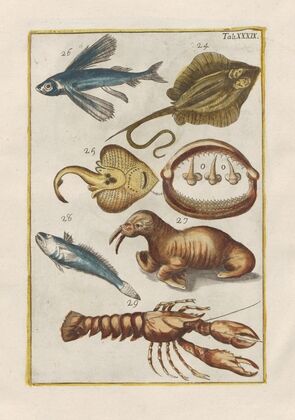 Rerum naturalium historia nempe quadrupedum Pl.39